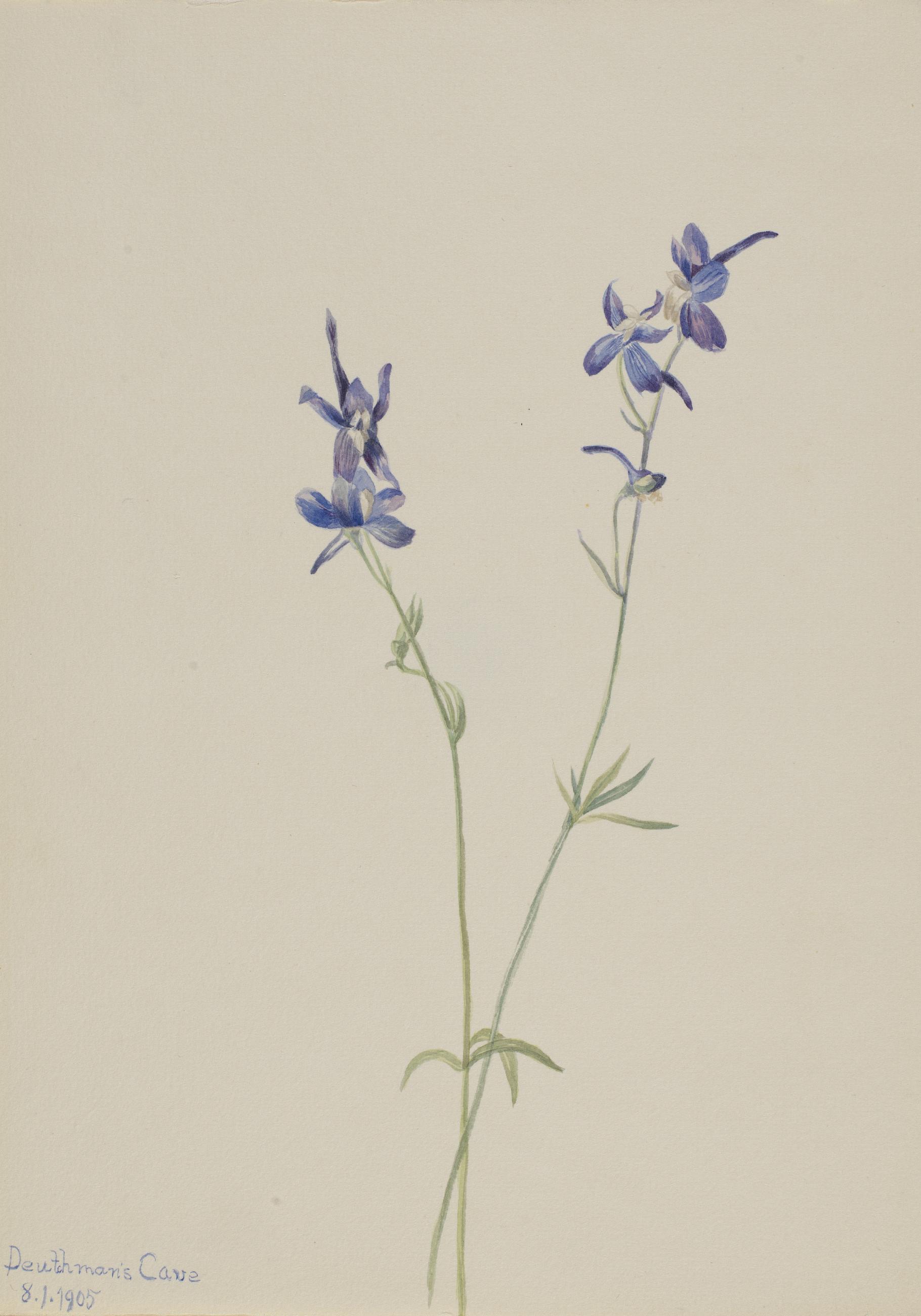 Blue larkspur painted by Mary Vaux Walcott in 1905